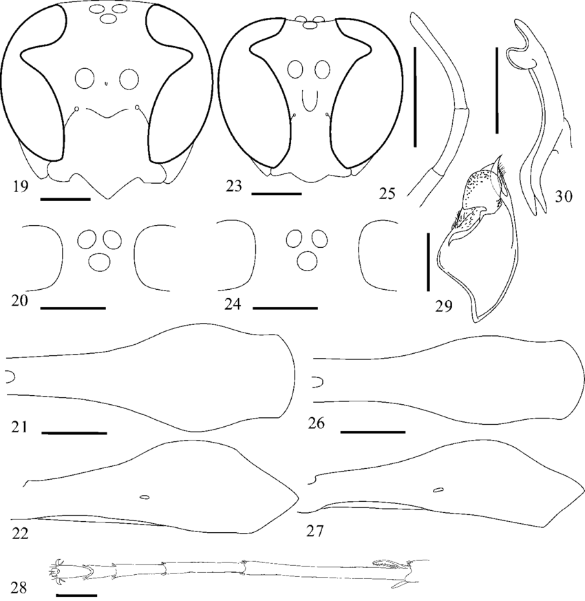 Parapolybia bioculata